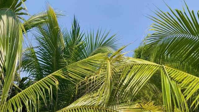 coconut palm tree leaf blue sky
