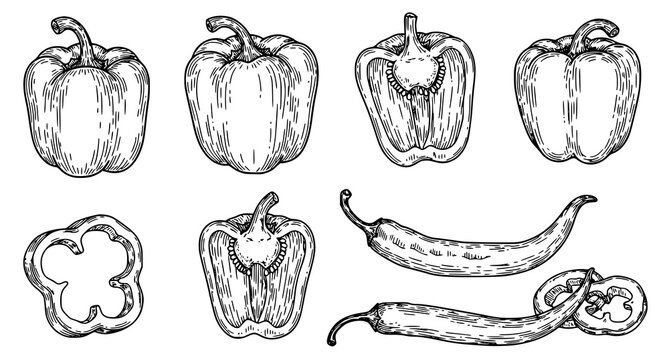Hand drawn bell pepper and chili pepper doodle set with sketch style vegetable illustration isolated on white background
