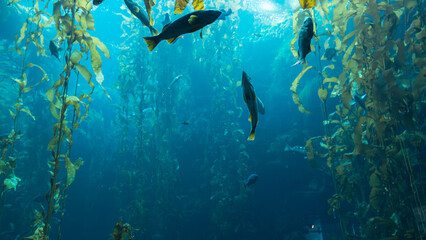 school of fish in an aquarium in the reef © Mathæus Andersen
