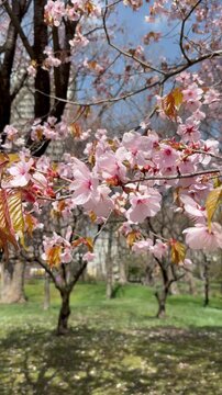 Dolly in shot of cherry blossoms on a clear day