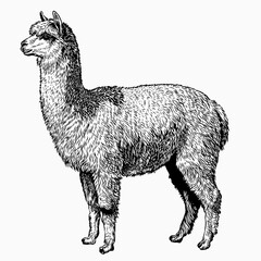 Fototapeta premium alpaca vector hand drawn illustration
