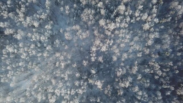Aerial forward flight with downward camera angle over snowy trees