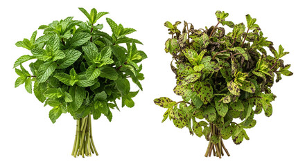 Naklejka premium Fresh green herb bundles featuring basil and oregano main subject.
