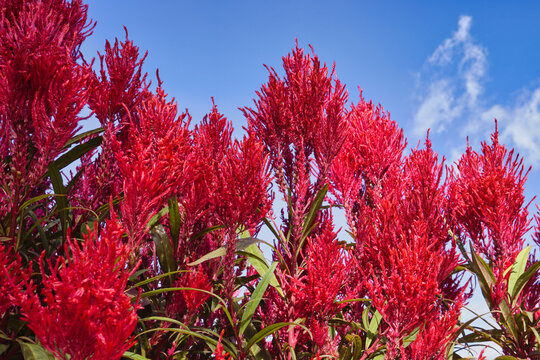 Vibrant red celosia flowers in sunny garden against blue sky, closeup flora texture