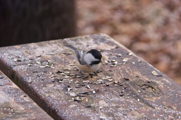 Black-capped chickadee in the Park © RiMa Photography