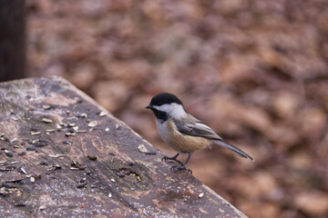 Black-capped chickadee in the Park © RiMa Photography