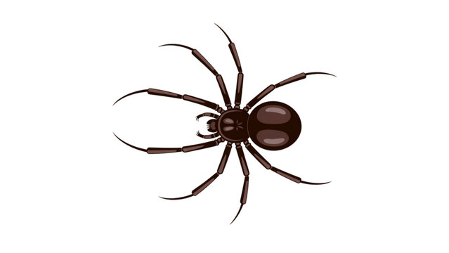 Black spider on plain background with legs spread out Vector