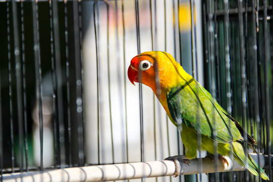 Vibrant lovebird perches inside a metal cage