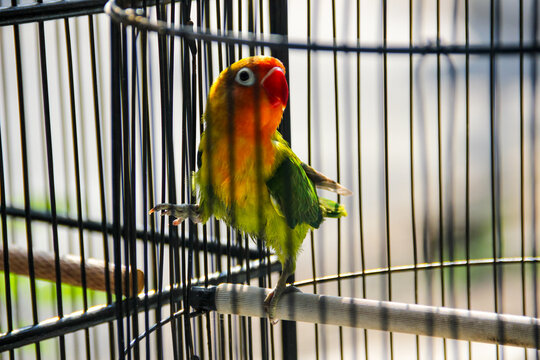 Vibrant lovebird perches inside a metal cage