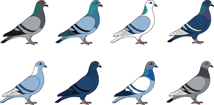 Pigeon bird variations set colorful vector illustration collection different domestic dove breeds isolated on white background design pack