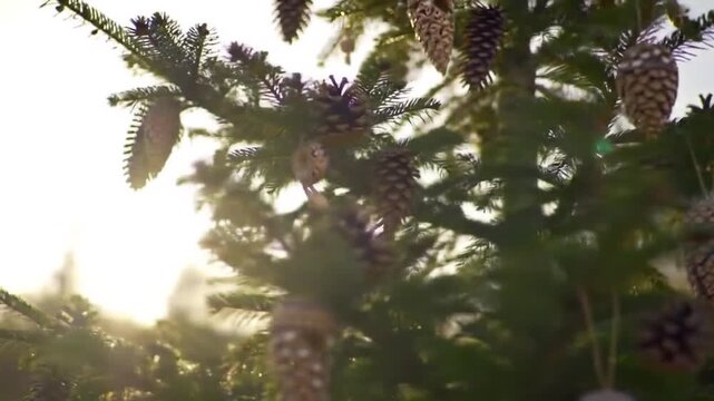Close up of christmas tree with pinecone ornaments at sunset with warm sunlight filtering through branches