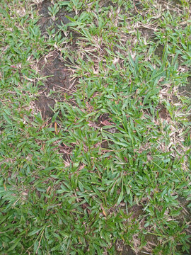Close up of patchy lawn grass with bare soil spots, showing dry, stressed turf and weeds. Natural outdoor texture background for landscaping concepts.
