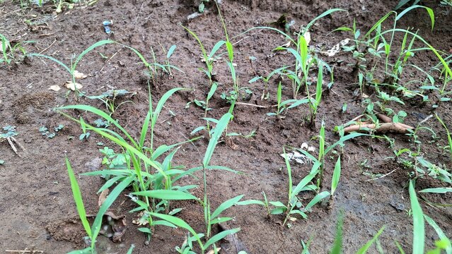 Green Wild Grass Sprouting on Wet Fertile Soil, Natural Weed Growth in Garden or Farmland Background, Concept of Agriculture Pest Control and Ecology Environment, Authentic Outdoor Texture.