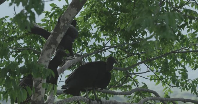Black Vultures Perched on Tree Branches in Tatacoa