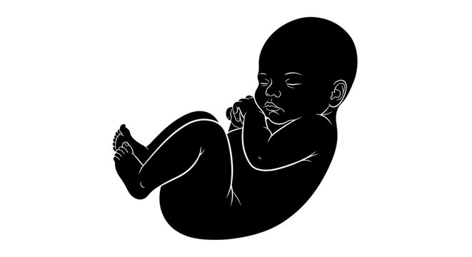 Black Silhouette Illustration of a Human Fetus or Newborn Baby, Representing Early Life Stages and Human Development