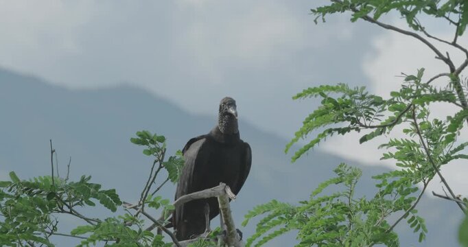 A black vulture perched on a branch surrounded by green leaves, with a mountainous background and cloudy sky