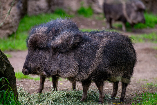 Two Chacoan peccaries standing on a grassy field in a nature park