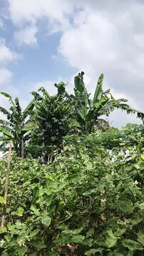 Lush green agricultural garden with banana trees blowing in the wind under cloudy sky