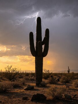 Saguaro cactus silhouette standing in the desert at sunset with lightning for nature, weather editorial and travel advertising against a dramatic stormy sky
