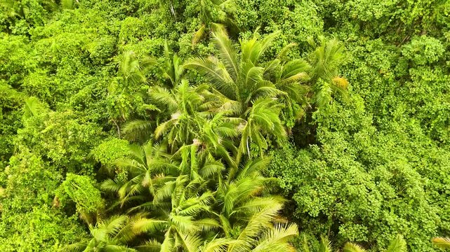 Aerial View of Lush Tropical Rainforest Canopy in Palau Micronesia