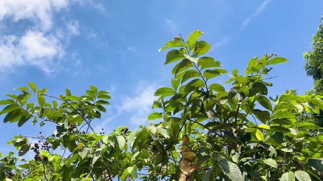 Giant Crape Myrtle Green Leaves Against a Bright Blue Sky