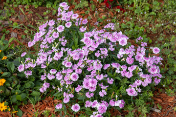 Fototapeta premium Colorful, decorative flowers in a garden during springtime