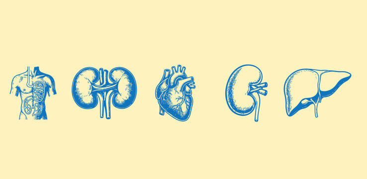 Human organs including kidneys heart liver and torso with digestive system anatomy.