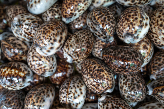Close-up macro of glossy spotted sea shells (cowrie shells) piled together, brown and white speckled pattern, textured natural background.