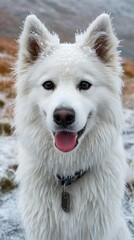 Fototapeta premium Snowy Samoyed: Frosty Fur and Playful Winter Pup