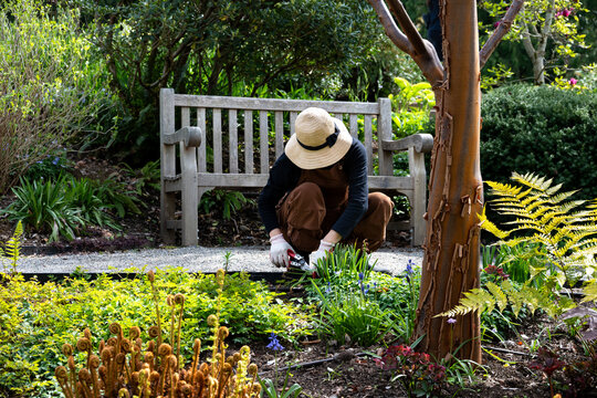 Gardener in overalls, straw sun hat, and gloves working in a sunny spring garden, pruning shears, weeding and garden cleanup
