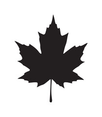 Fototapeta premium Black Maple Leaf Silhouette On White Background.
