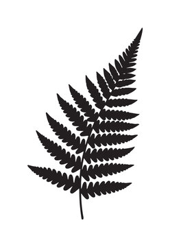Fern Frond Silhouette With Black Leaf Vein Pattern.