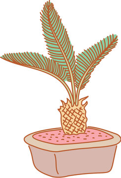 pteridophyte plant