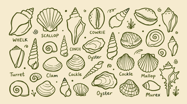 Collection of diverse seashells and marine bivalves hand-drawn in a charming sketch style on a textured beige background