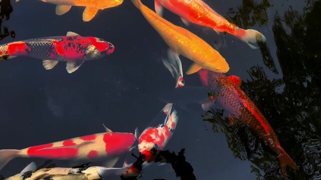 koi fish swimming in garden pond top view