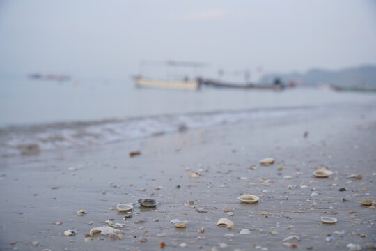 Sandy beach with shells and small stones texture