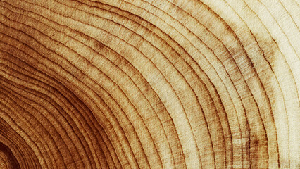Close Up of Wooden Tree Rings with Natural Texture, Banner with tree rings at natural growth patterns and textures of wood. Circular lines and warm earthy tones, nature organic aesthetic background © yrabota