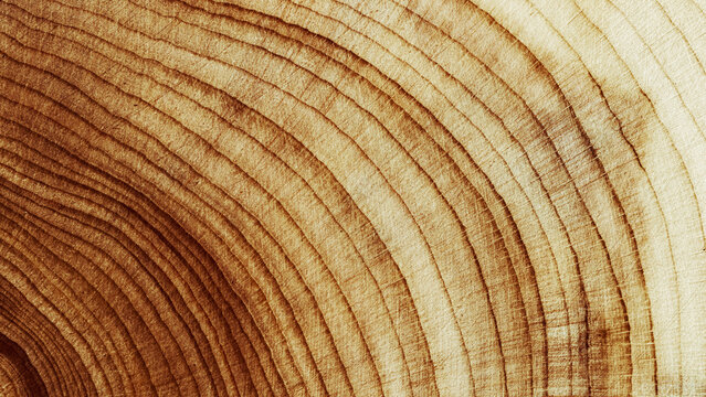 Close Up of Wooden Tree Rings with Natural Texture, Banner with tree rings at natural growth patterns and textures of wood. Circular lines and warm earthy tones, nature organic aesthetic background