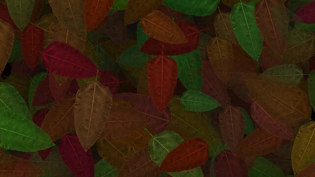 autumn leaves background motion video 
