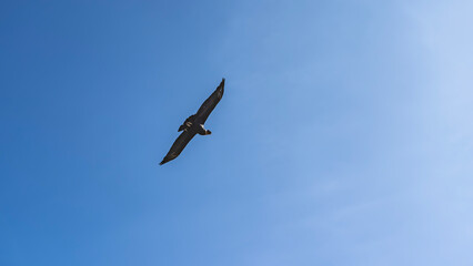 Obraz premium Flight of the condor. A large beautiful bird of prey flies against the background of the blue sky, spreading its wings. Peru. Colca Canyon.