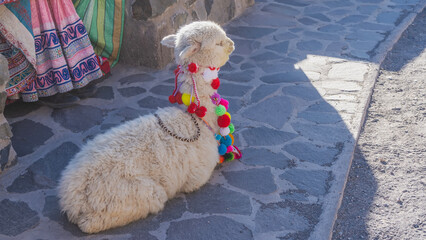 Obraz premium A white fluffy alpaca is lying on a paved sidewalk. The head is raised, looking away. The animal is decorated with bright multicolored pompoms. Fragments of traditional Peruvian women's clothing. Peru