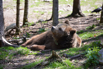 Obraz premium Bear with a raven in background