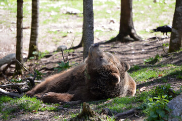 Obraz premium Bear relaxing under trees