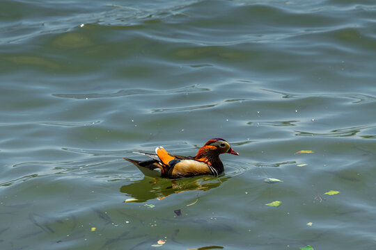 The mandarin duck at West Lake during sunny morning, Hangzhou, China