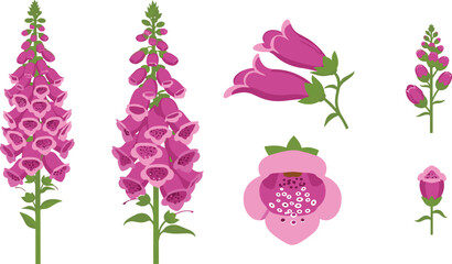 Foxglove Flower Botanical Collection Pink Digitalis Vector Illustration Set © Sabbir