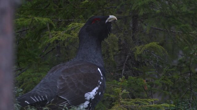 Wild male capercaillie bird standing in the green Norwegian forest