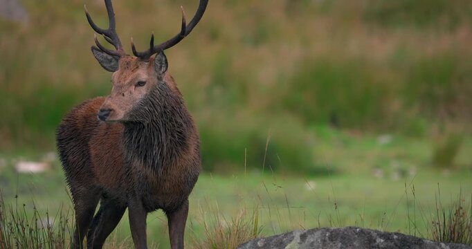 A Red Deer stag in the middle of rutting season, looking around at the herd, hopeful for a mate.