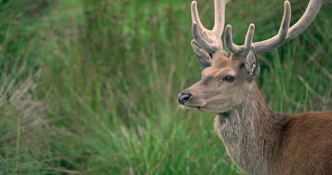 A young Red Deer looking off screen, looking alert, before walking away.