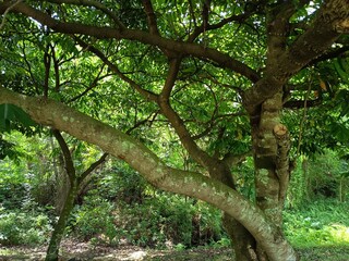 Fototapeta premium Sunlit forest floor with dense foliage and textured tree bark sunlight environment vegetation tranquil overcast