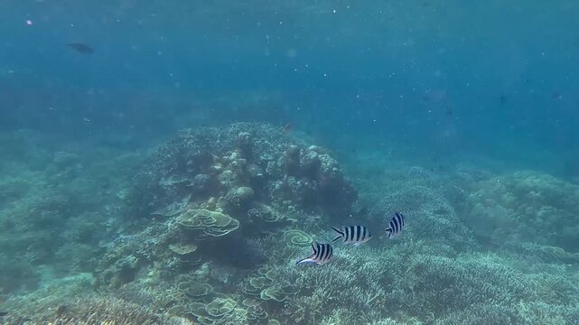 Tracking shot following three Scissortail Sergeants (Abudefduf sexfasciatus) swimming leisurely among the coral reef and chasing away a Bluestreak cleaner wrasse. Dauin, Philippines